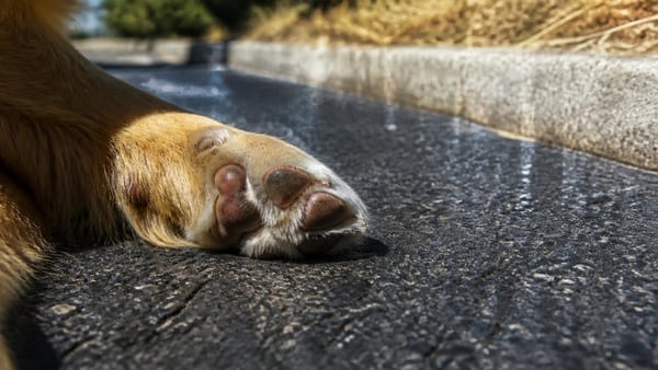 Heisse Tage im Anmarsch Diese 5-Sekunden-Regel schützt deinen Hund vor Verbrennungen