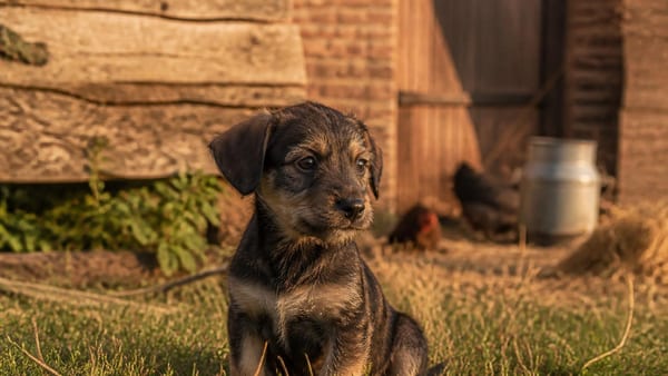 Mischlingswelpen vom Hof vereinen robuste Aufzucht mit liebevoller Prägung. Was macht Bauernhofhunde besonders und wo…