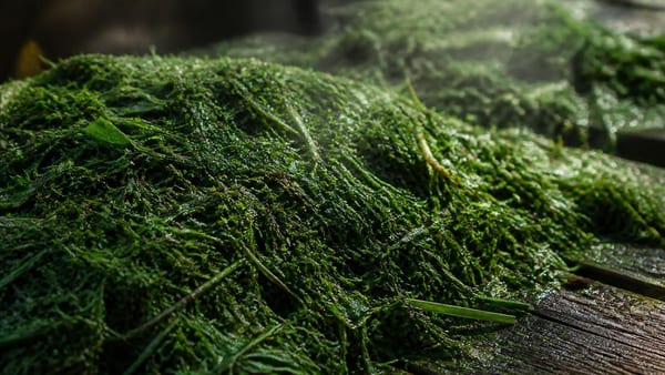 Frisch gemähter Rasen gehört nicht direkt in die Biotonne