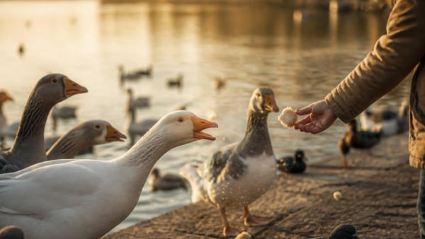 Wasservögel am See zu füttern wirkt harmlos – doch für Tiere und Ökosystem entsteht ein ernstes Problem.
