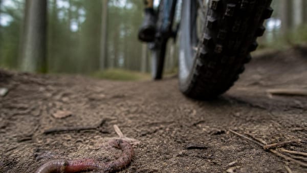 Kollateral-Schäden beim Mountainbiken: Totschlag auf dem Trail