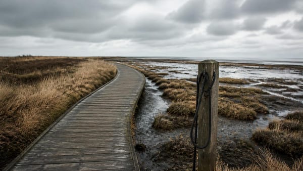 Dornumersiel bietet Deutschlands einzigen Hundewanderweg im Nationalpark Wattenmeer. Warum die Leinenpflicht dennoch …