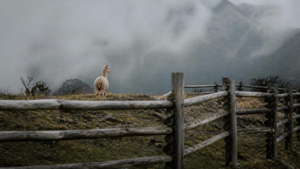 Kommerzielle Alpaka-Angebote boomen, doch viele Betreiber ignorieren die Stressgrenzen dieser sensiblen Tiere.