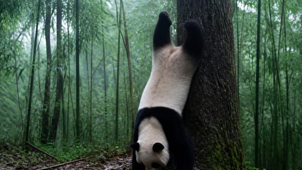 Warum Pandas beim Pinkeln Handstand machen